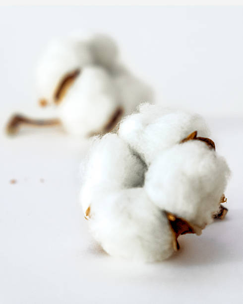 istock Cotton plant flower 538683528