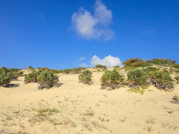 istock Shela beach in Lamu. Kenya 538684256
