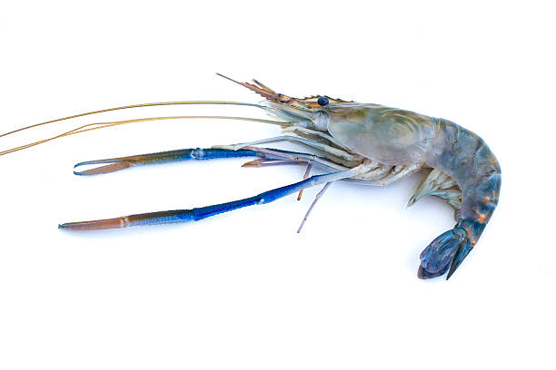 istock lobster or giant freshwater prawn 538685247