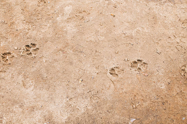 istock Dog's footprints on frozen ground 538685341