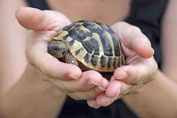 turtle in the palm Small turtles, pet in the hands of girls herpetology stock pictures, royalty-free photos & images