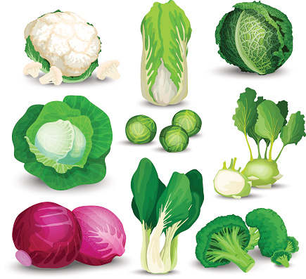 Vegetable set with broccoli, kohlrabi and other different cabbages. Vegetable set with cabbage, broccoli, kohlrabi, savoy, red, chinese, napa and brussels sprouts on white background.