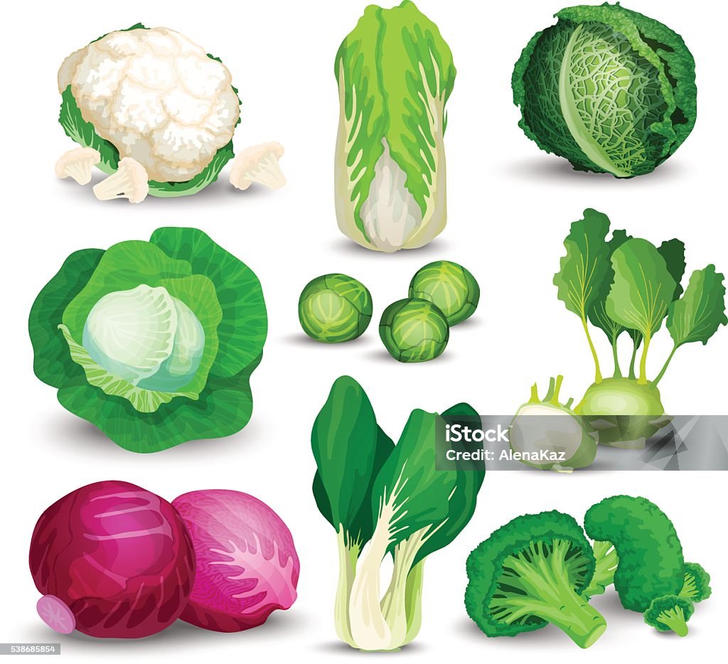 Vegetable set with cabbages Vegetable set with broccoli, kohlrabi and other different cabbages. Vegetable set with cabbage, broccoli, kohlrabi, savoy, red, chinese, napa and brussels sprouts on white background. Broccoli stock vector