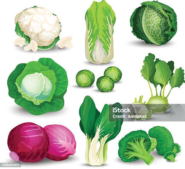 Vegetable Set With Cabbages Stock Illustration - Download Image Now - Broccoli, Cabbage, Cauliflower