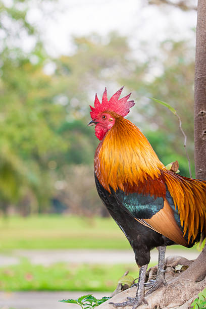 istock Bantam poultry beautiful bright colors 538686303