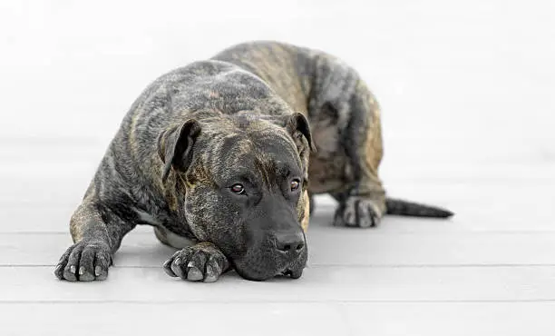 Photo of Adult male dogo canario dog