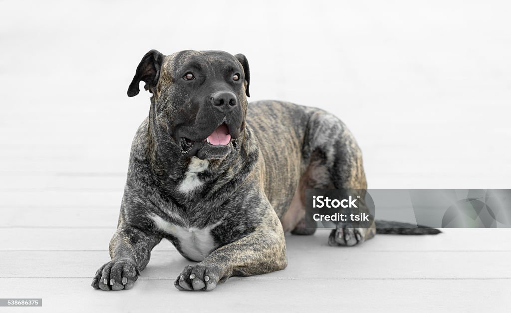 Adult male dogo canario dog Young adult male presa canario dog (dogo canario) poses outdoors Canary Bird Stock Photo