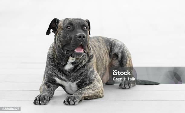 Adult Male Dogo Canario Dog Stock Photo - Download Image Now - Canary Bird, Dog, 2015