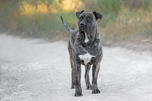 Photo of Adult male dogo canario dog