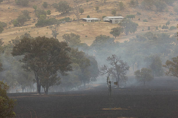 Bushfire Aftermath A photograph of the aftermath of a bushfire on a dry Australian farm in central western NSW. It has started raining which was a very welcome sight. The fire was started by a dry lighting strike on christmas day in 2014. It was brought under control with the help of the rural fire service who, despite it being christmas day, were on site within 15 minutes of the fire starting. Unfortunately there are no photos of the actual fire because it was busy being fought. cowra stock pictures, royalty-free photos & images