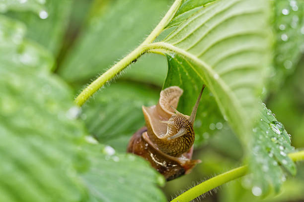 istock Large grape snail is hiding from rain in leaves 538687590