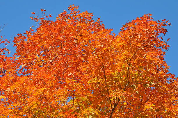 istock Fall Colors at White Mountain National Forest in New Hampshire 538689109