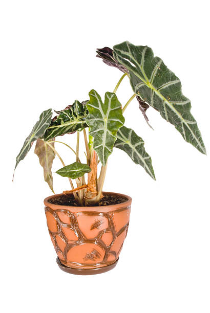 istock Alocasia sanderiana 538689423