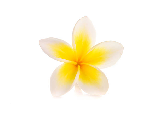 istock Tropical flowers frangipani (plumeria) isolated on white backgro 538689535