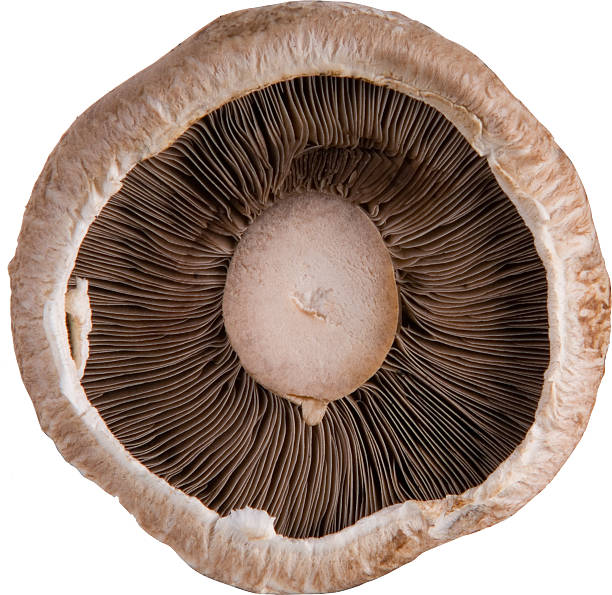 istock Underside of an edible mushroom 538689539