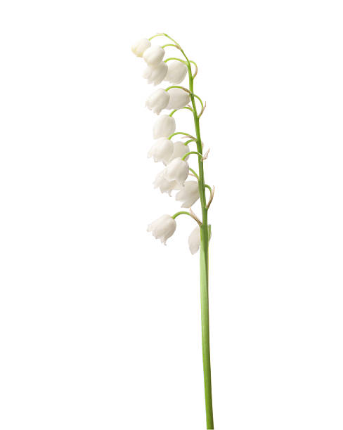 istock Lily of the Valley 538689885