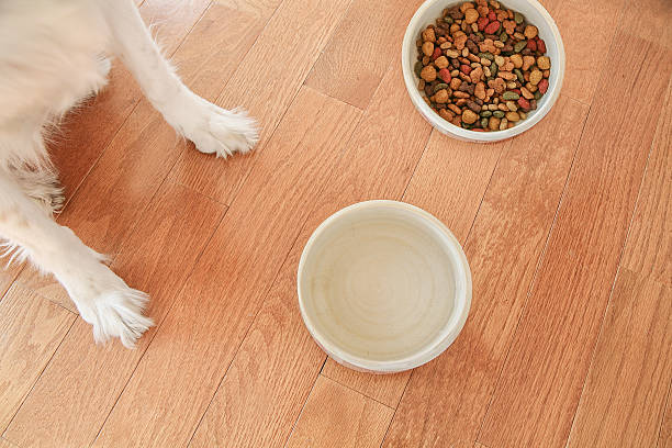 istock Dog with food and water dish 538690325