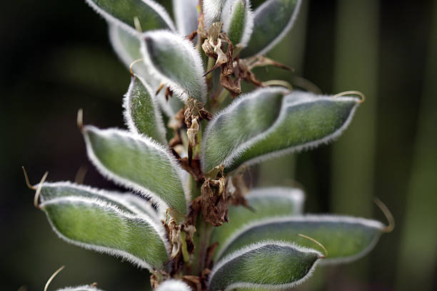 Seeds of lupine