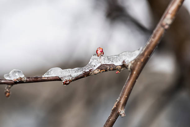 icy tree branch from winter nature stock photo