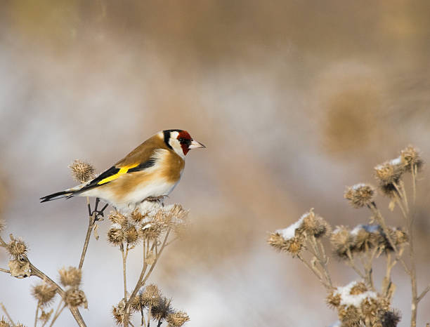istock European Goldfinch on the burdock 538690621