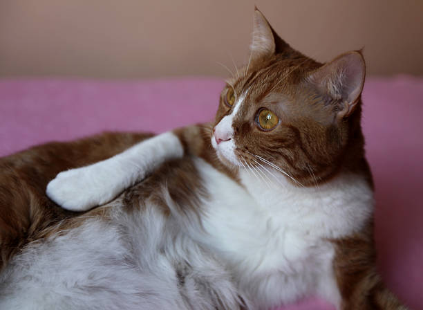 Gato - fotografia de stock