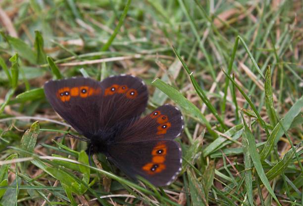 farfalla arancia e nera - madesimo immagine foto e immagini stock