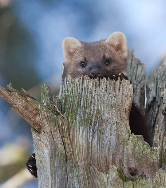 istock European pine marten in tree hollow 538701447