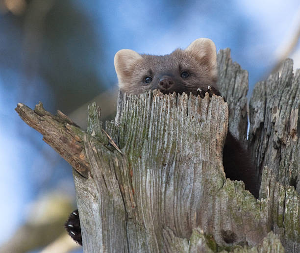 istock European pine marten in tree hollow 538701457