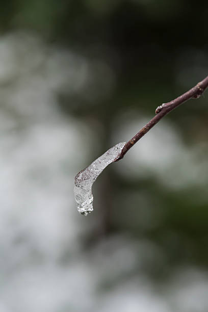 icy tree branch from winter nature stock photo