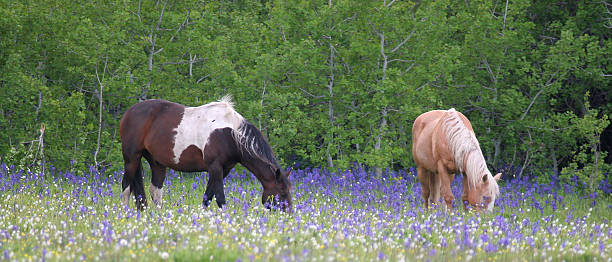istock Horses grazing in flowers 538702239