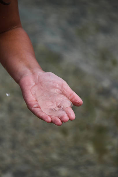 istock Jellyfish in the person's hand 538702565