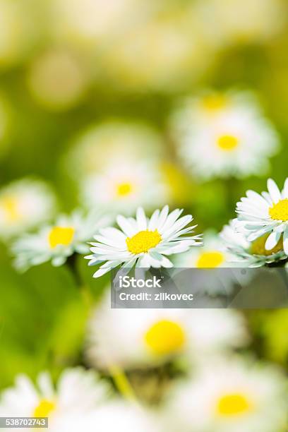 Bunch Of Daisies In A Meadow Stock Photo - Download Image Now - 2015, Agricultural Field, Backgrounds