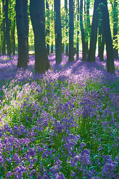 istock Bluebell Wood And Spring Sunshine 538703635