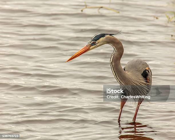Adult Great Blue Heron Stalking Its Prey Stock Photo - Download Image Now - 2015, Animal's Crest, Animals Hunting