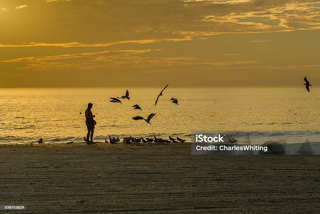 Feeding the Seagulls on the Beach at Evening Twilight A flock of Seagulls gather for a twilight feeding. Some of the Seagulls are on the beach while others are flying in to join the fun. A woman in silhouette is doing the feeding. High clouds reflect the sunset colors in this image from Siesta Key Beach, Sarasota, Florida. 2015 Stock Photo