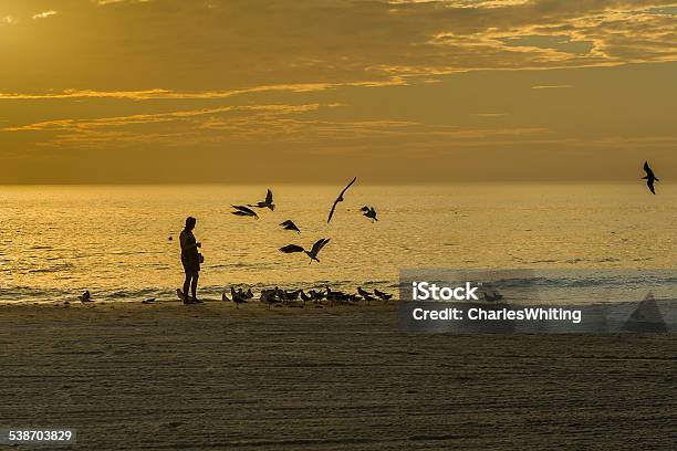 Feeding The Seagulls On The Beach At Evening Twilight Stock Photo - Download Image Now