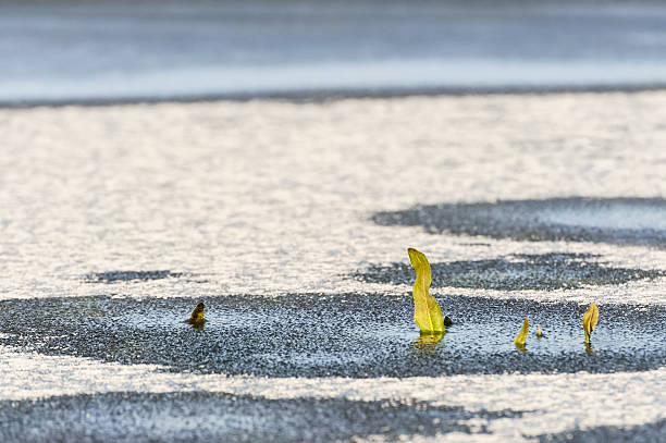 sem saída da fábrica de gelo - eisfläche imagens e fotografias de stock