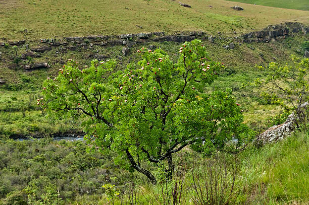 протея дерево на bushmans река в замок природе reserv гиганты - bushmans стоковые фото и изображения