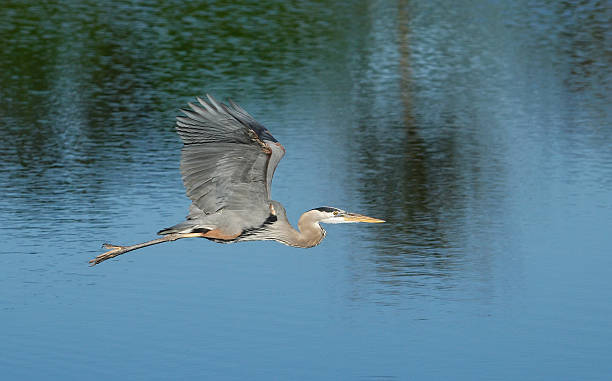 istock Great blue heron flying above the water 538704439