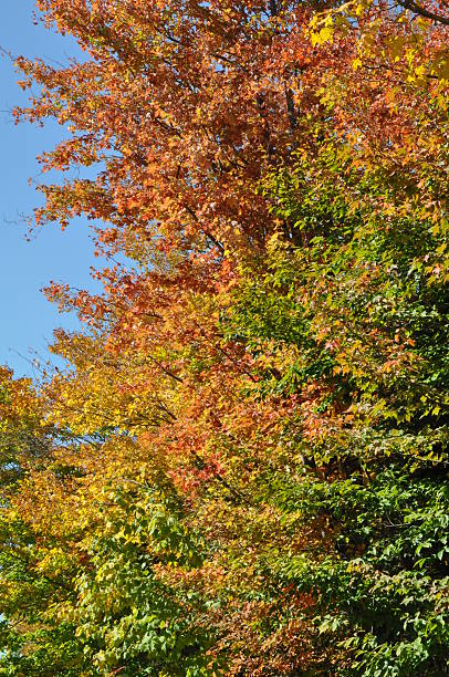 istock Fall Colors at White Mountain National Forest in New Hampshire 538704671