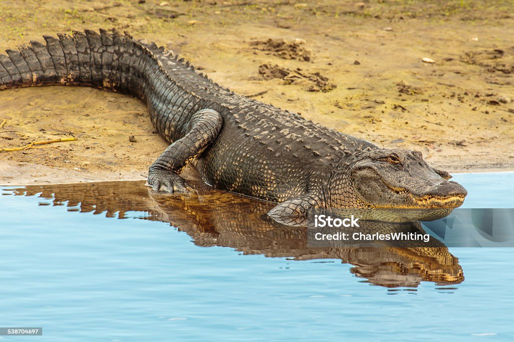 American Alligator Sunning on the Bank of the River An American Alligator suns itself on the river bank creating an interesting reflection in the water in this image from Myakka River Preserve, Sarasota, Florida. Sarasota Stock Photo