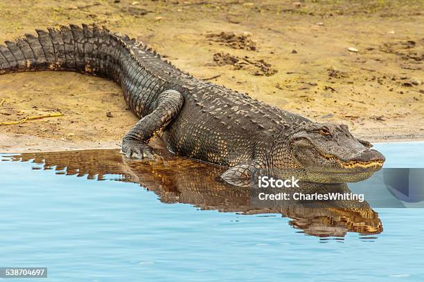 American Alligator Sunning On The Bank Of The River Stock Photo - Download Image Now