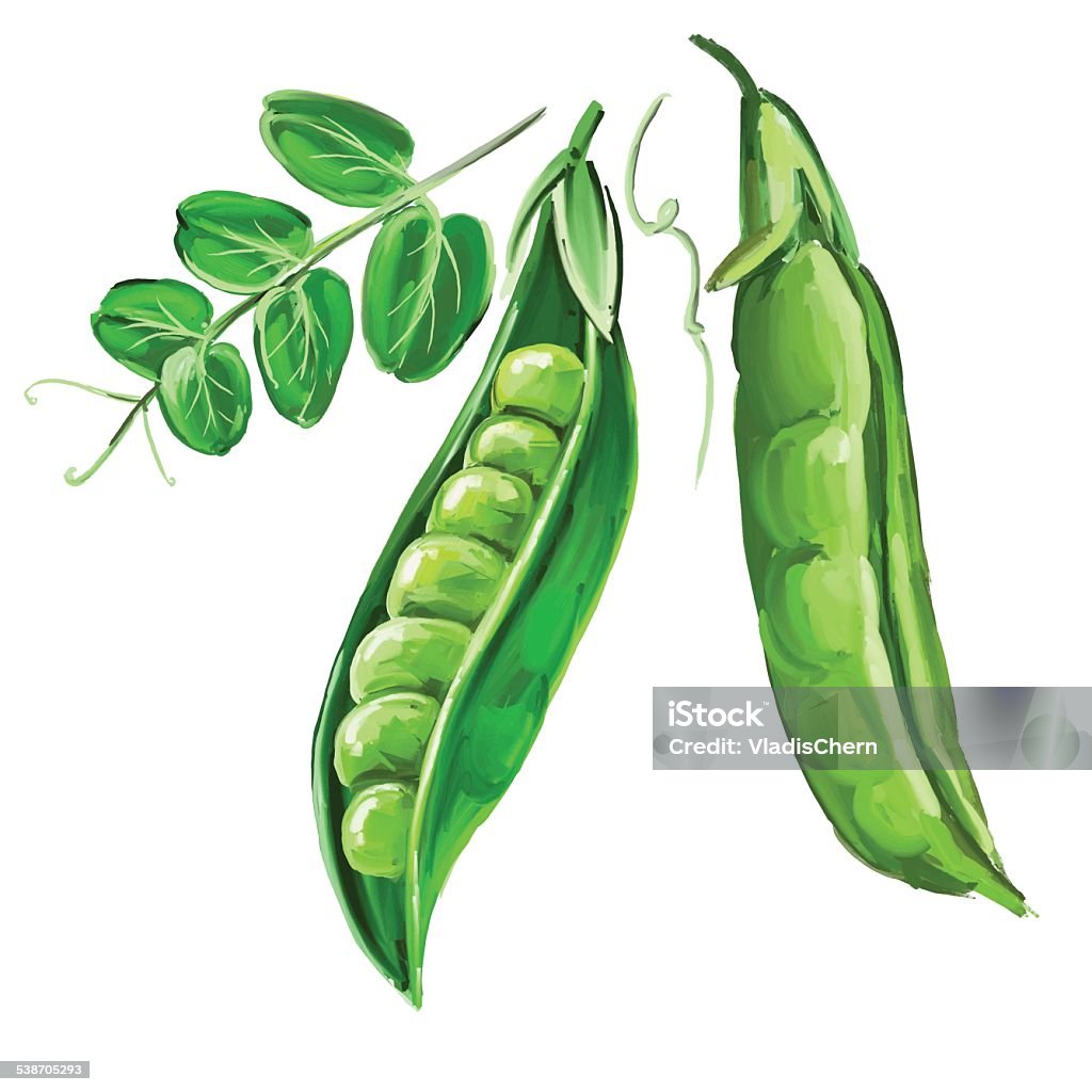 peas vector illustration  hand drawn  painted watercolor 2015 stock vector