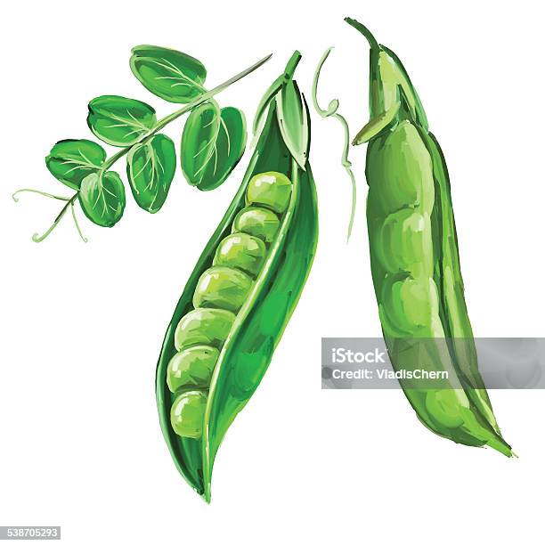 Peas Vector Illustration Hand Drawn Painted Watercolor Stock Illustration - Download Image Now