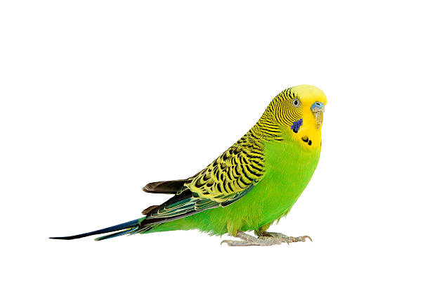 istock Portrait of budgerigar 538705911