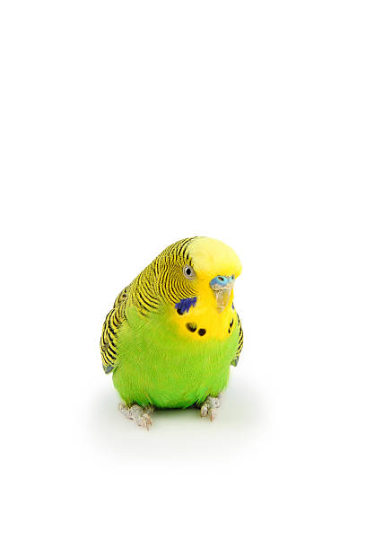 istock Portrait of budgerigar 538705913