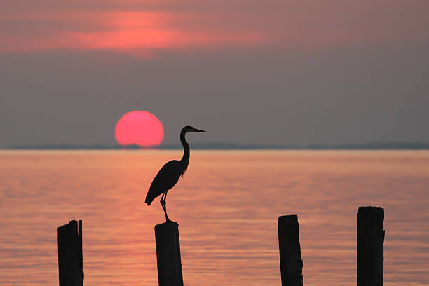 istock Heron at Sunrise on Chesapeake Bay 538706945