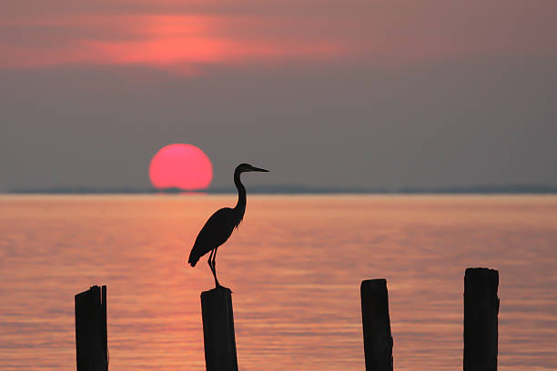 Heron at Sunrise on Chesapeake Bay stock photo