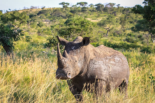 istock Rhino in the Wild 538707157