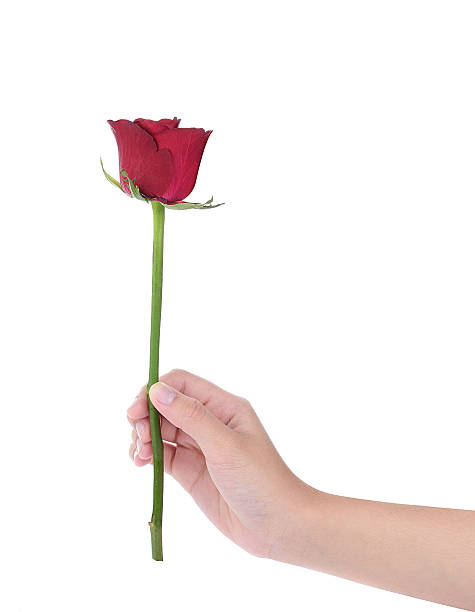 istock female hand holding a red rose ,isolated on white background 538709491